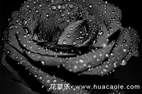 玫瑰花语大全：黑玫瑰花语