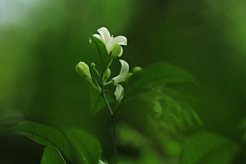 七里香花图片，月华冷处欲迎人 七里香风生满路