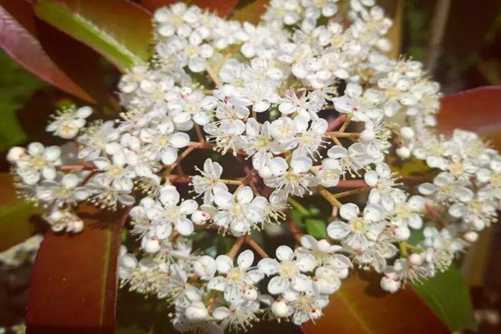 石楠花图片 水舂云母碓，风扫石楠花