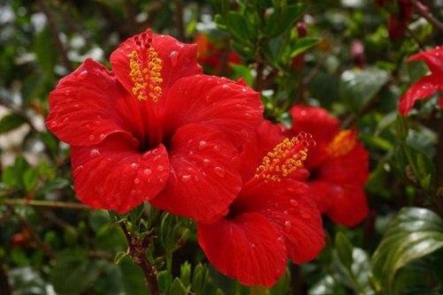 朱槿花图片，高清朱槿花图片欣赏