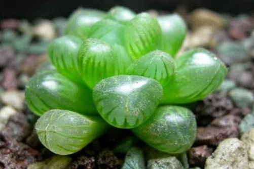 姬玉露怎么养晶莹剔透？4步养出珠圆玉润,色彩斑斓的姬玉露