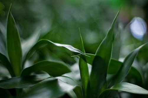 富贵竹图片，富贵逼人来报喜 清竹翠意纳春风