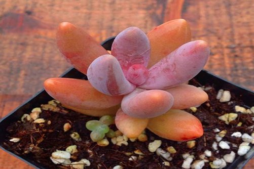 红色系多肉植物有哪些？常见24种红色系多肉图片鉴赏