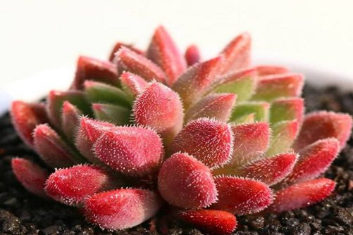 红色系多肉植物有哪些？常见24种红色系多肉图片鉴赏