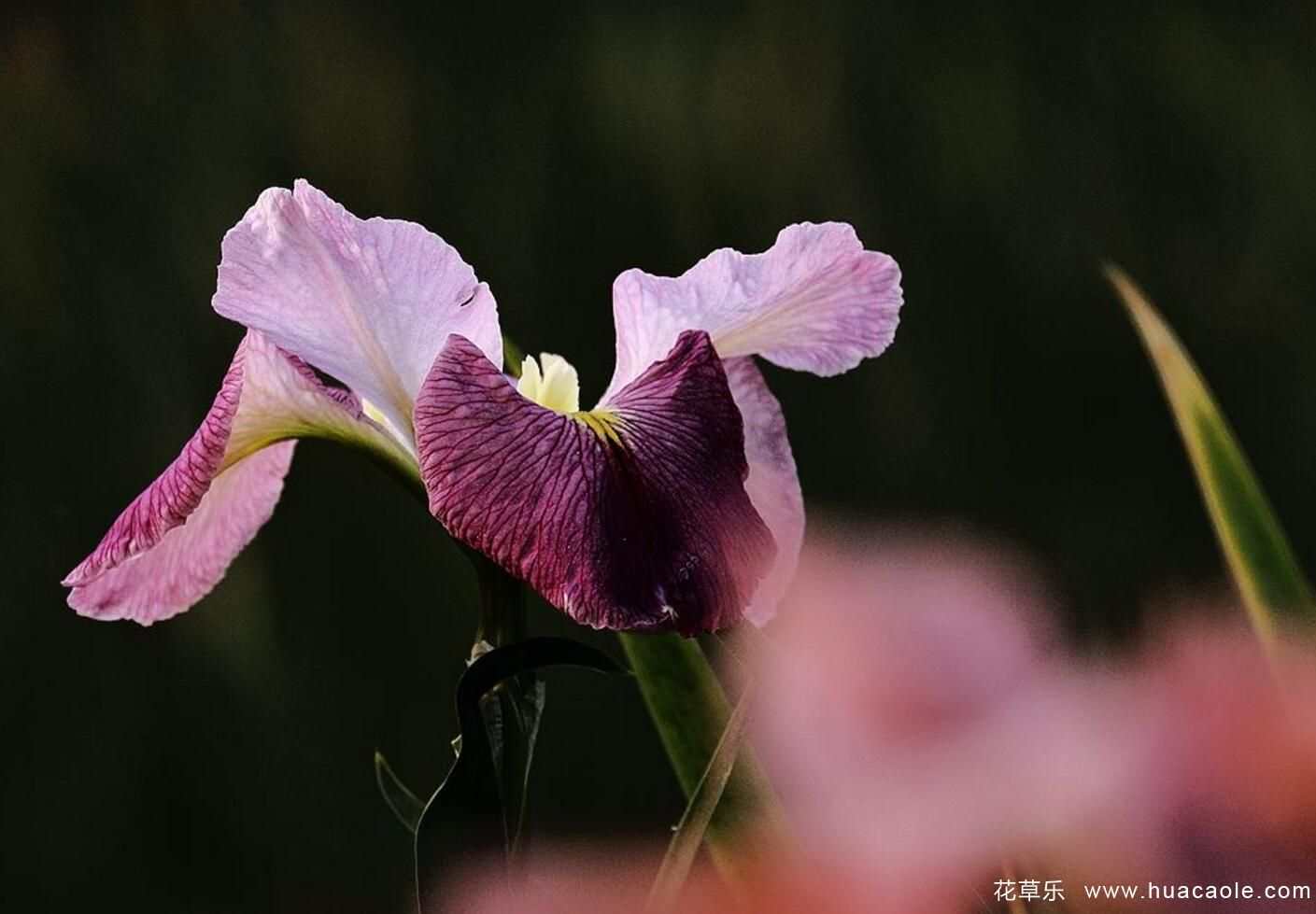 怎样选购兰花,兰花怎么养才能年年开花