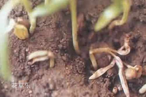 牵牛花的常见病虫害与防治方法