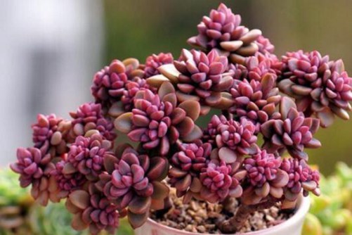 多肉植物可以连续淋几天雨？多肉植物千万别随便淋雨