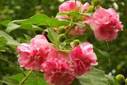 木芙蓉图片，千林扫作一番黄，只有芙蓉独自芳