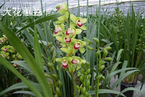 大花蕙兰和墨兰的区别 大花蕙兰和蕙兰花语介绍