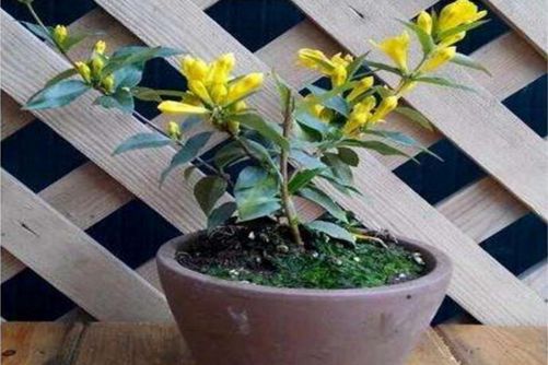 法国香水花怎么养，这样养花期达半年且馥郁芬芳
