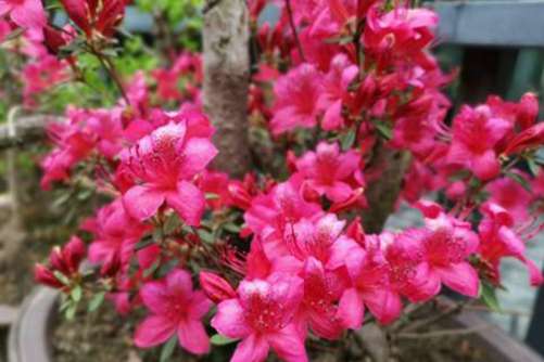 杜鹃花真的很难养？杜鹃花这样养，年年花开满盆