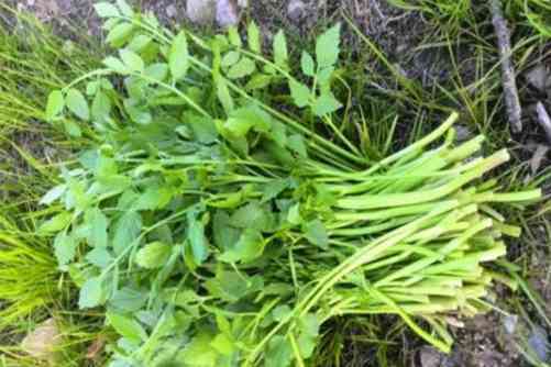 水芹菜做法，水芹菜餐桌上难得的美味