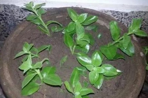 穿心莲种植方法，穿心莲这样养观赏食用两不误