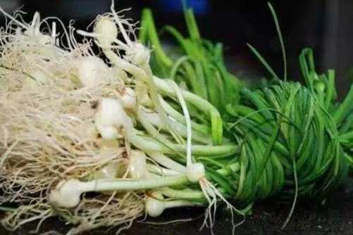 小蒜的图片，野蒜根含水 沙葱叶负霜