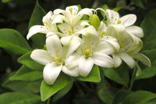云香花图片，云香花唾影 波散雨吹愁