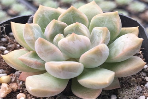 鹅卵石多肉的养殖，用下面的方法叶片圆润光泽，让你爱不释手