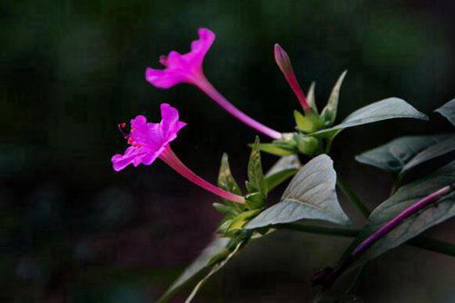 夜来香图片，孤芳自赏夜来香，幽暗芬芳自高昂