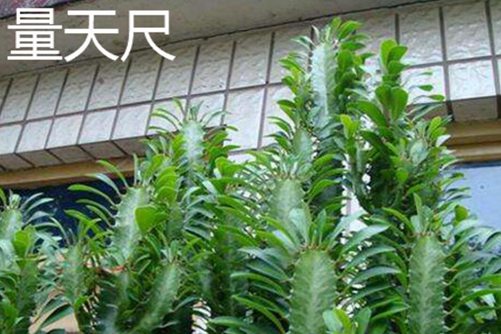 量天尺和天轮柱的区别，量天尺在风水上有化煞的作用