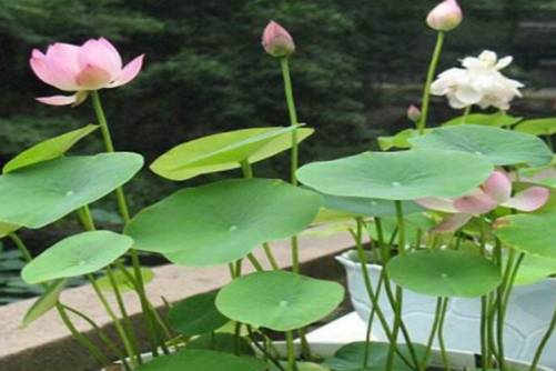 碗莲为什么不开花？原来你是这样的“水货”