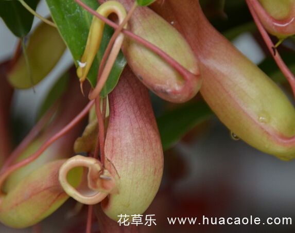 生肖属猪者的幸运之花:猪笼草的花语