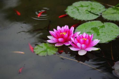 睡莲的风水禁忌，家里可以养睡莲吗