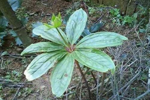 七叶莲的养殖方法，七叶莲的药效和风水作用介绍