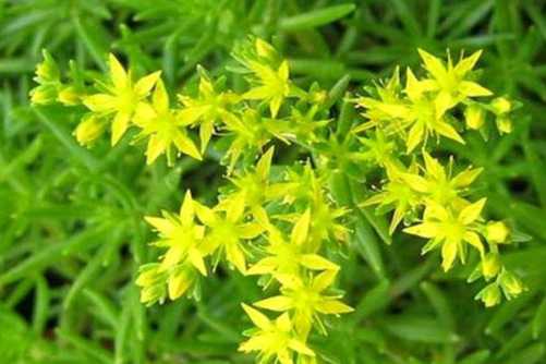 佛甲草种植方法，佛甲草养不死的“小强” 新手值得拥有
