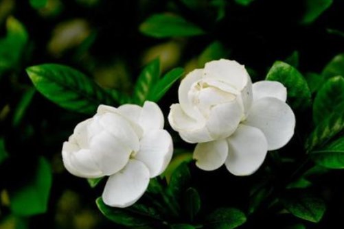 家中常养这几种花，你养好花 花也养你