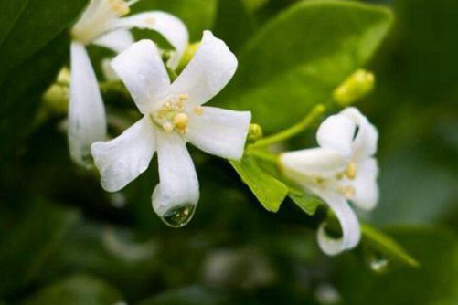 七里香花图片，月华冷处欲迎人 七里香风生满路