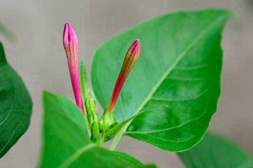 夜来香图片，孤芳自赏夜来香，幽暗芬芳自高昂