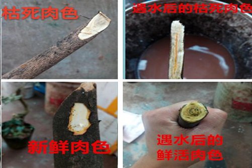 金弹子下山桩怎么栽培，掌握这些步骤轻松玩转下山桩
