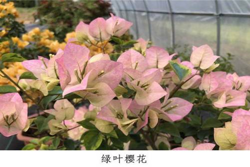 这26种三角梅，您养过或见过其中哪几种