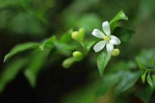 七里香花图片，月华冷处欲迎人 七里香风生满路