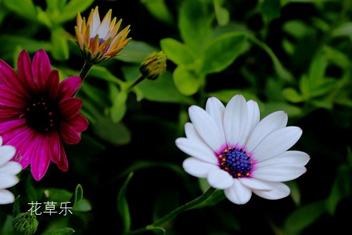 蓝目菊图片大全,蓝目菊高清图片大全