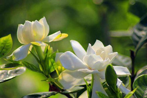 栀子花图片，高清栀子花图片大全