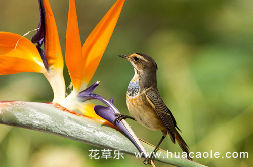 十二星座之射手座的花语：蝴蝶兰、天堂鸟花