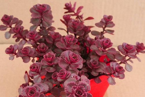 红色系多肉植物有哪些？常见24种红色系多肉图片鉴赏
