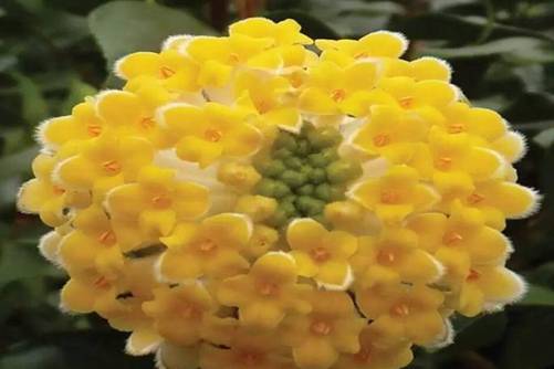 结香花花语，喜接连理枝 枝有千千结