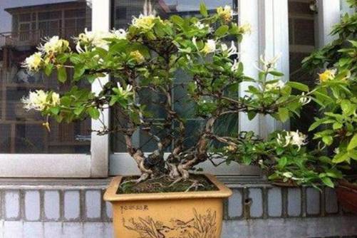 阳台养这四盆花，药费不用花钱 ，还能清火润肺抗病毒