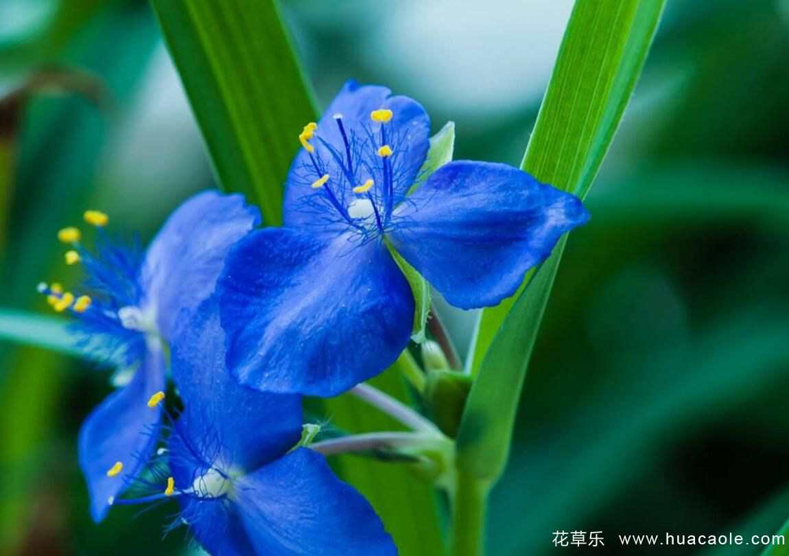怎样选购兰花,兰花怎么养才能年年开花