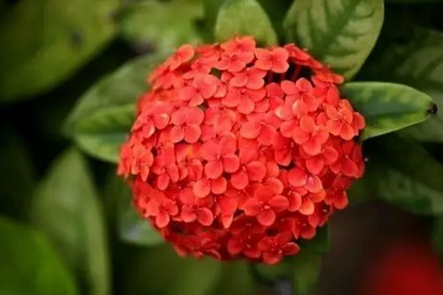 仙丹花养殖方法，仙丹花学会这几点分分钟爆盆
