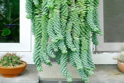 小玉珠帘怎么养？萌你一脸的的小玉珠帘,你剁手了吗
