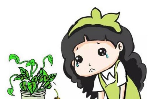 海芋叶子发黄怎么办，一定和下面这4点有关