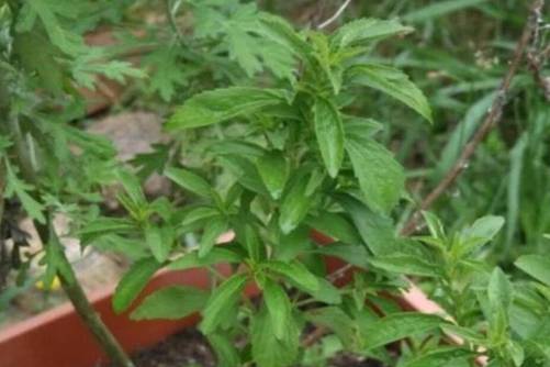 干甜菊叶多少钱一斤？干甜菊叶的副作用和禁忌