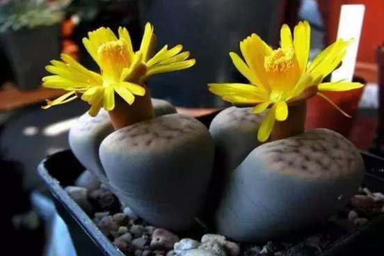 石生花图片，高清萌萌哒的石生花图片大全