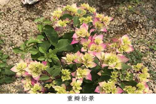 这26种三角梅，您养过或见过其中哪几种