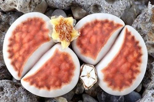 生石花怎么养？性感的PP这样养才丰满