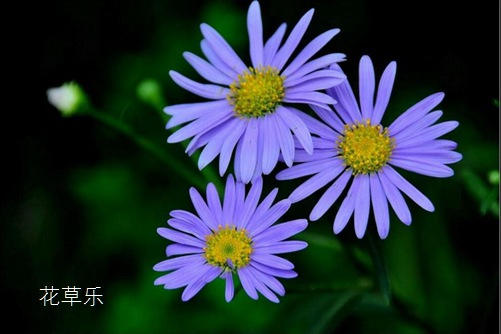 菊花花语大全，其中雏菊花语含义最完美