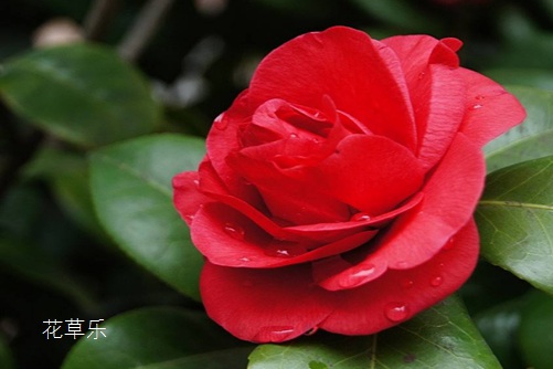清雅、谦让、理想的爱：茶梅花语