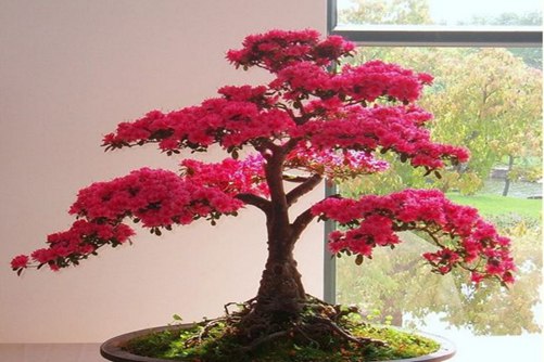 冬天冻不死的常绿植物,最喜欢富贵子果期长还喜庆吉祥